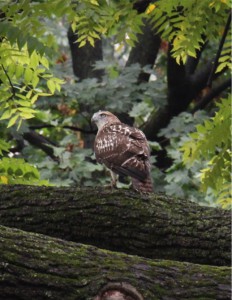 5 månader gammal hök i Central Park