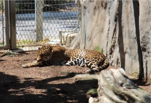 Leopard på San Diego Zoo