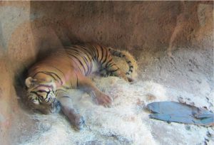 Tiger på San Diego Zoo