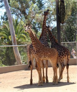 Giraffamilj på San Diego Zoo