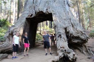 Michael Christina och Kevin vid trär som kon i vägen i Yosemite National Park